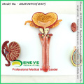 SELL 12471 Human Male Reproductive System Anatomical Model